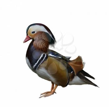A Colorful Mandarin Duck On White Background 