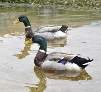 Two Mallard Duck In A Pond