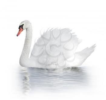 White Swan On The Water On White Background