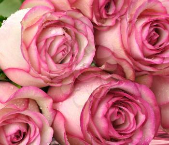 pink roses , close up for background