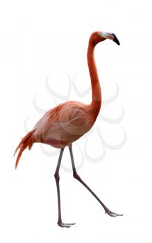  Flamingo Bird Walking On  White Background 