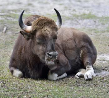 Indian Gaur Resting On The Grass