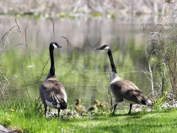 canada goose family by the lake