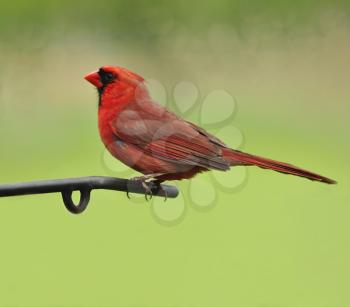 Male northern cardinal on a stick