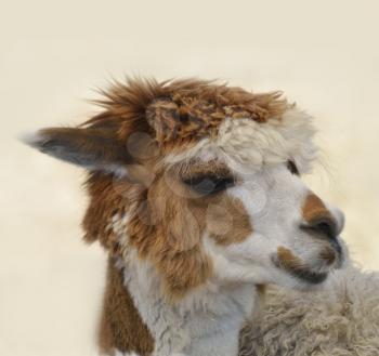 Portrait Of A  Brown And White Alpaca 