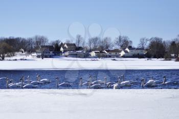 many swans on a winter lake 