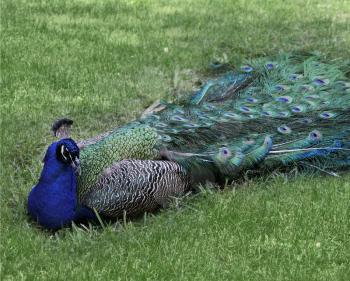 Male Peacock Resting On A Grass