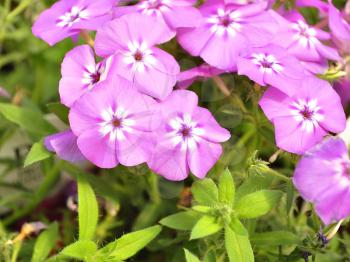 Close view on Pink phlox flowers in summer 