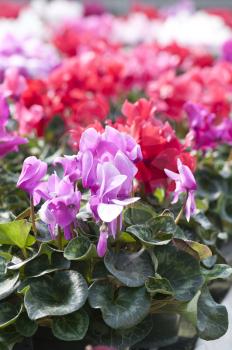 arrangement of Red and pink cyclamen flowers 