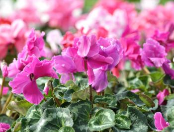 Red and pink cyclamen flowers for background