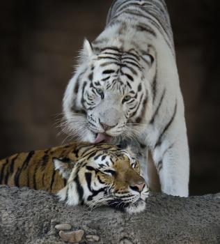 White And Brown Tigers Resting