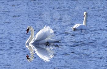 beautiful swans on a lake with blue water