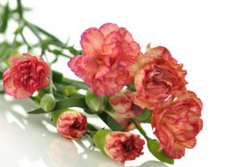 pink and red carnation flowers , close up