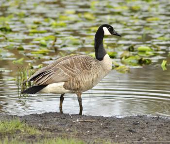 a canada goose by the lake
