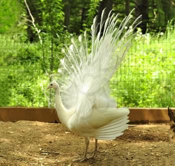 a white peacock in the park
