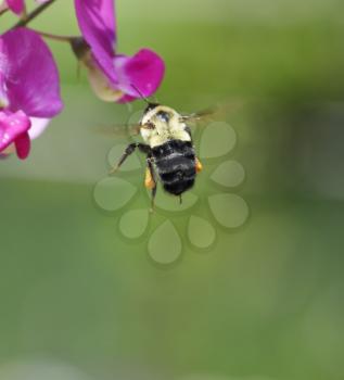 Bumble Bee Flying To A Flower,