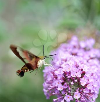 Common Clearwing Sphinx Moth Or Hummingbird Moth 