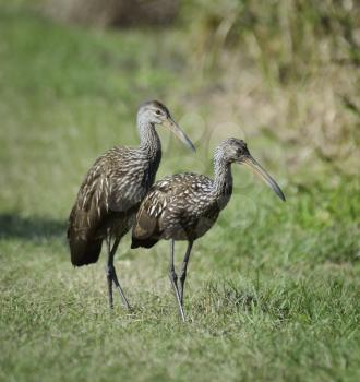 Two Limpkin Birds Walking On The Grass