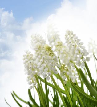 White Muscari Flowers Against A Blue Sky
