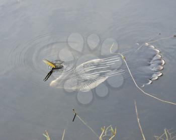 Anhinga Fishing In Wetland Pond