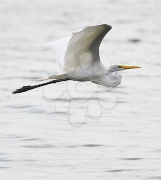 Great White Egret In Flight
