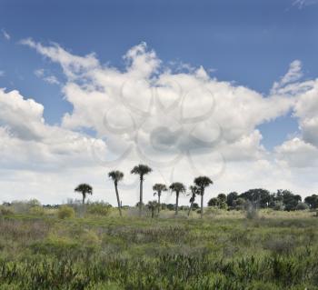 Florida Wetlands Landscape With A Beautiful Sky