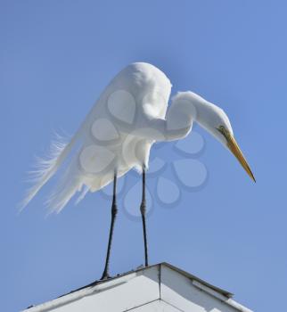 Great White Egret Stands On The Roof