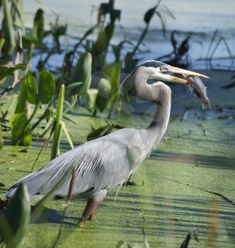 Great Blue Heron With A Fish 