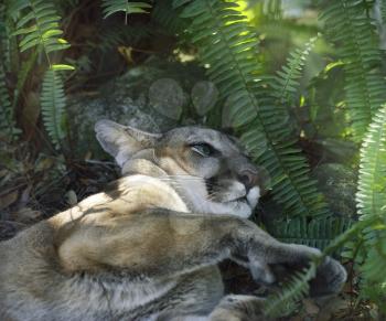 A North American Cougar (Puma concolor) Resting Under Shady Tree
