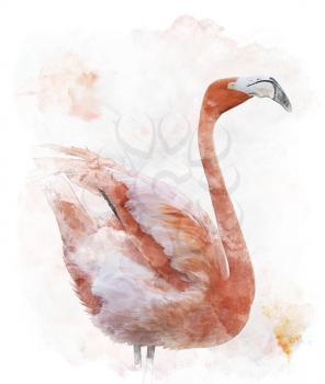 Watercolor Digital Painting Of  Flamingo Bird