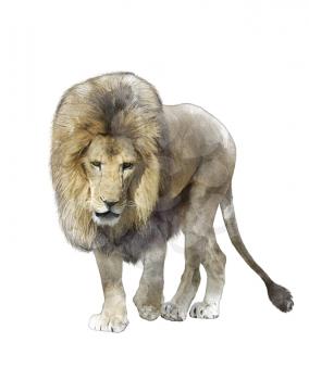 Watercolor Digital Painting Of Walking Lion Isolated On White Background