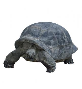 Galapagos Giant Tortoise,Isolated On White Background