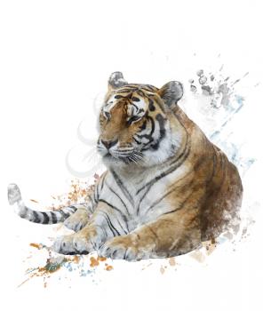 Watercolor Digital Painting Of Tiger