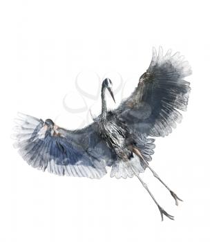 Watercolor Digital Painting Of  Great Blue Heron In Flight On White Background