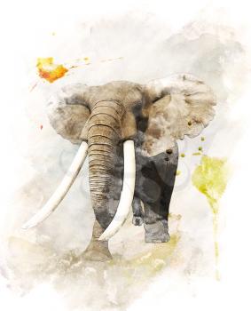 Watercolor Digital Painting Of   Walking Elephant
