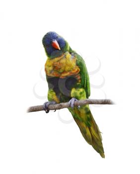 Colorful Parrot (Rainbow Lorikeet), Perching ,Isolated On White Background 