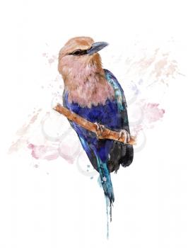 Watercolor Digital Painting Of Blue Bellied Roller Bird