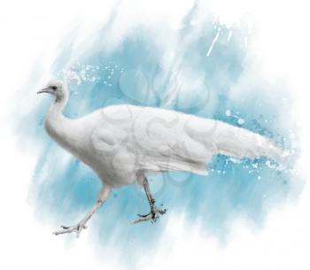 Watercolor Digital Painting Of White Peacock