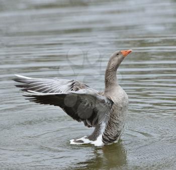 Gray Goose Flapping Wings In The Water 