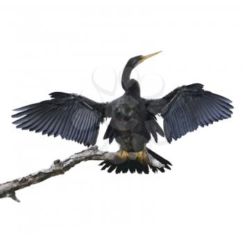 Digital Painting Of Anhinga Bird Perching