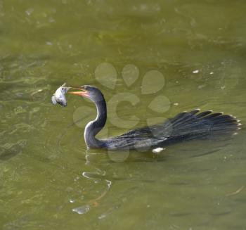 Anhinga Downing A Fish In Wetland Pond