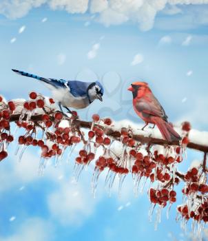 Digital Painting Of Birds  In Winter