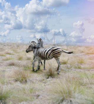 Two Zebras In The Savannah