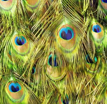 Peacock Feathers ,Close Up For Background
