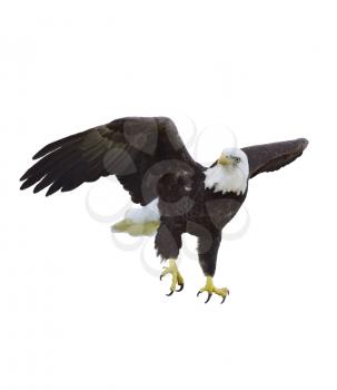 Digital Painting Of American Bald Eagle
