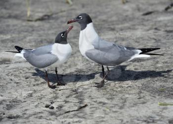 Pair Of Franklin's Gulls On A Gulf Coast