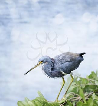 Tricolored Heron Perched On The Bush