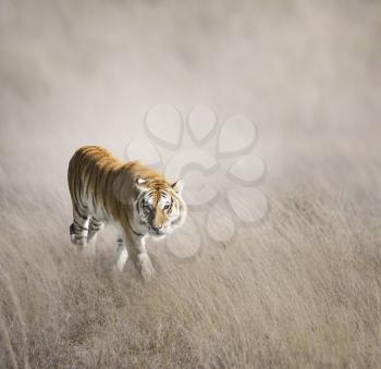 Tiger Walking In The Grass