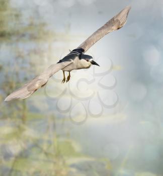 Black-crowned Night Heron In Flight 