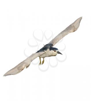 Black-crowned Night Heron In Flight Isolated On White Background